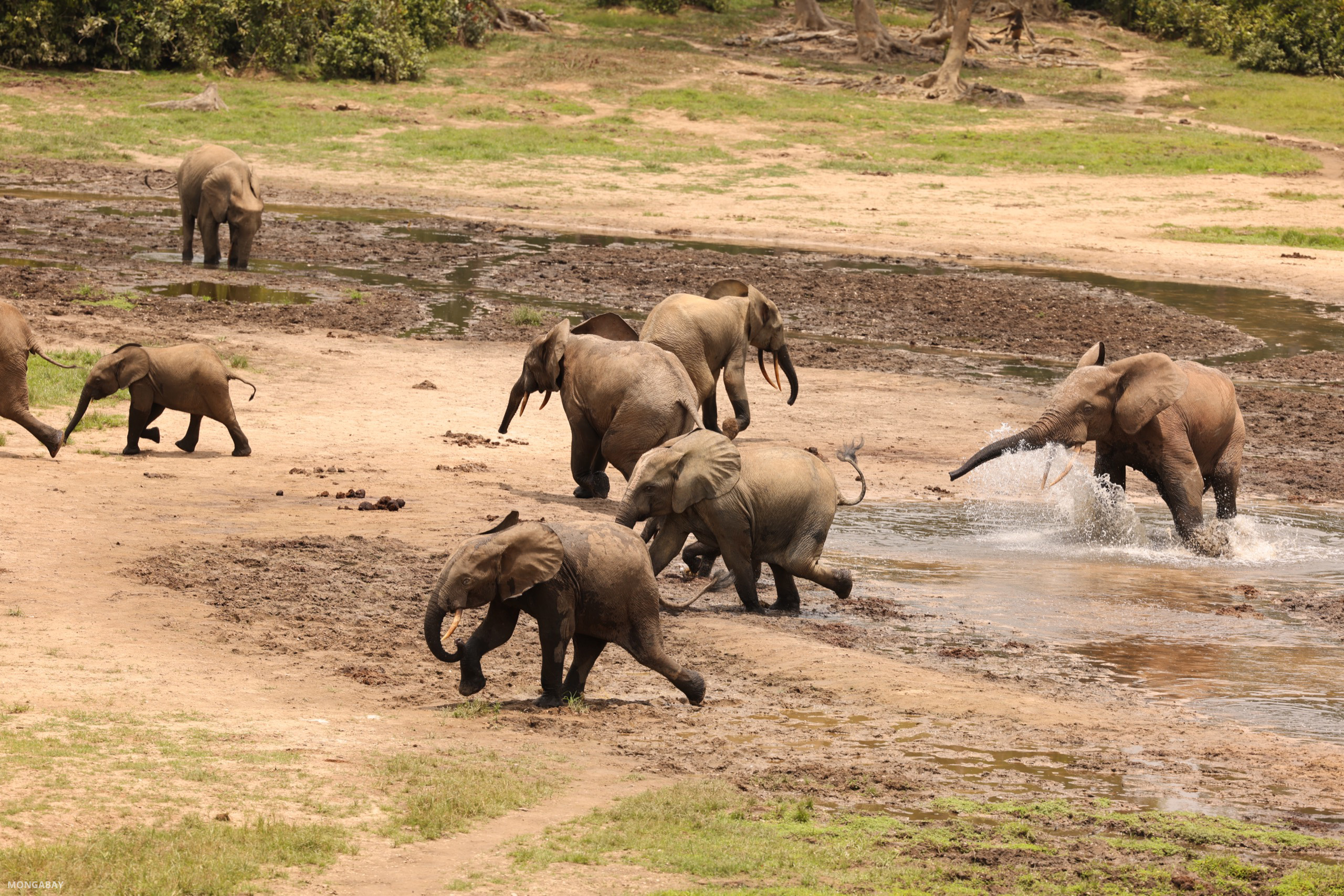 Dzanga Bai gives researchers a chance to study the pachyderms in real time, with little filter. Image by Rhett A. Butler/Mongabay.