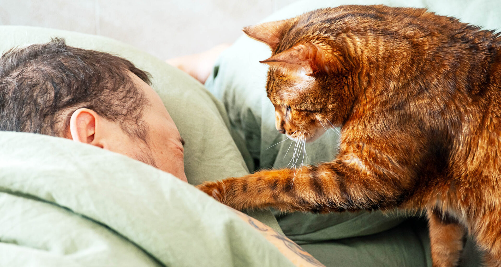 Infected cats spread fungus to humans and other animals