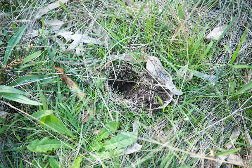 A small hole surrounded by grass