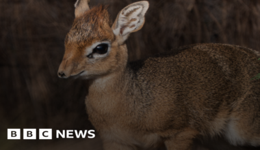 Chester Zoo baby antelope Dotty as big as can of baked beans - BBC
