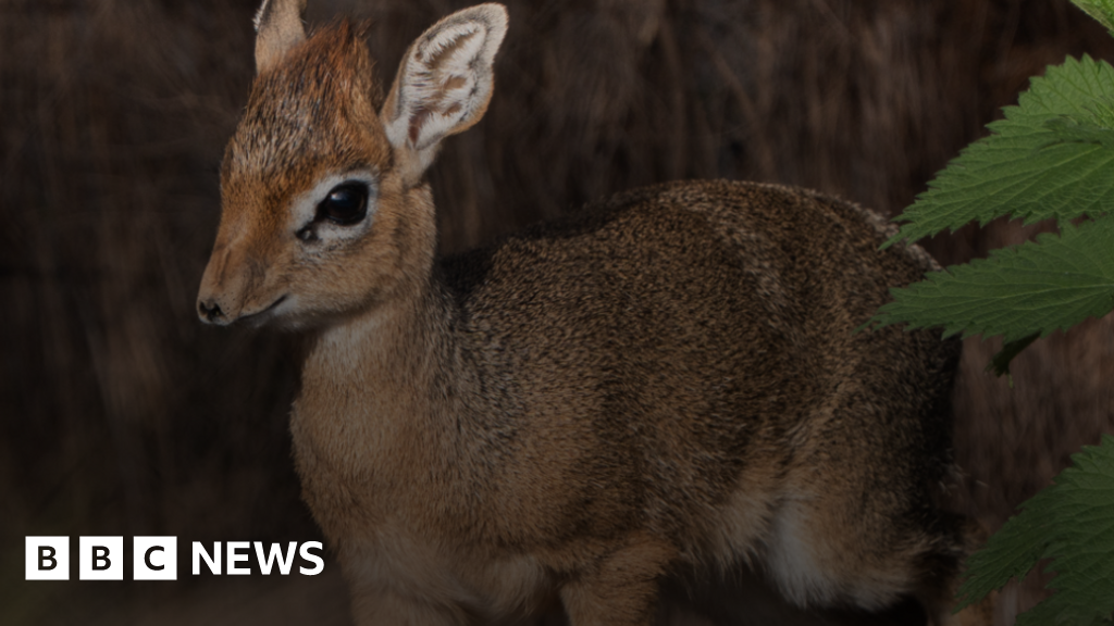 Chester Zoo baby antelope Dotty as big as can of baked beans - BBC