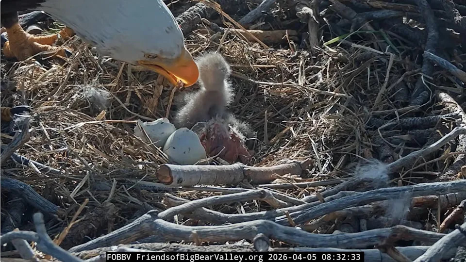 Friends of Big Bear Valley - PHOTO: Viral bald eagles Jackie and Shadow are now parents of two eaglets after both eggs hatched over the weekend, according to Friends of Big Bear Valley, the nonprofit that operates 24/7 cameras and livestreams of the nest.