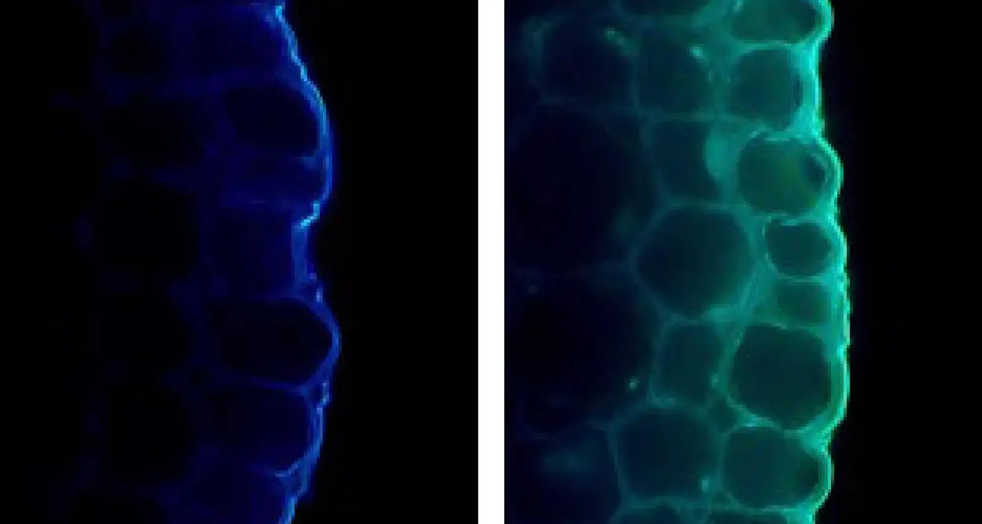 Light makes plants stronger but also holds them back