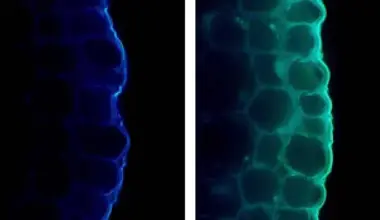 Light makes plants stronger but also holds them back