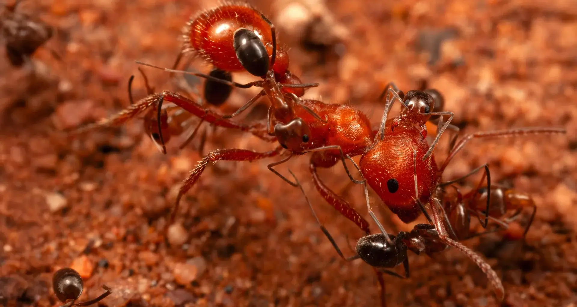 Scientists discover “cleaner ants” that groom giant ants in Arizona desert