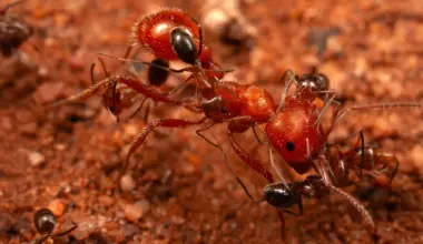 Scientists discover “cleaner ants” that groom giant ants in Arizona desert