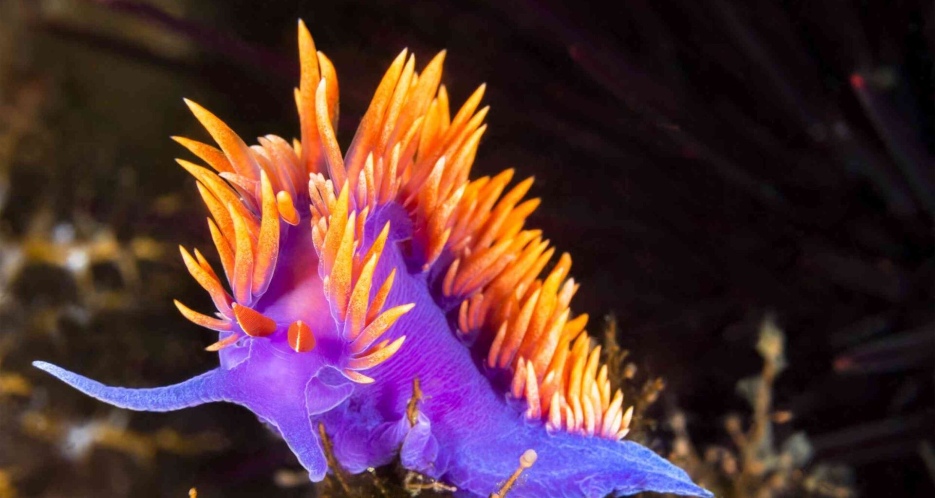 Nudibranchs use tiny crystals to create their dazzling colors