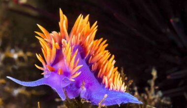 Nudibranchs use tiny crystals to create their dazzling colors