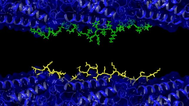 New 'Unifying Theory' May Explain How Alzheimer's Emerges in The Brain