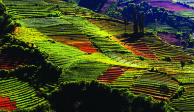 From Farm to Table: The Indonesian Agri-Food Economy in 2025 and the Road to Competitiveness