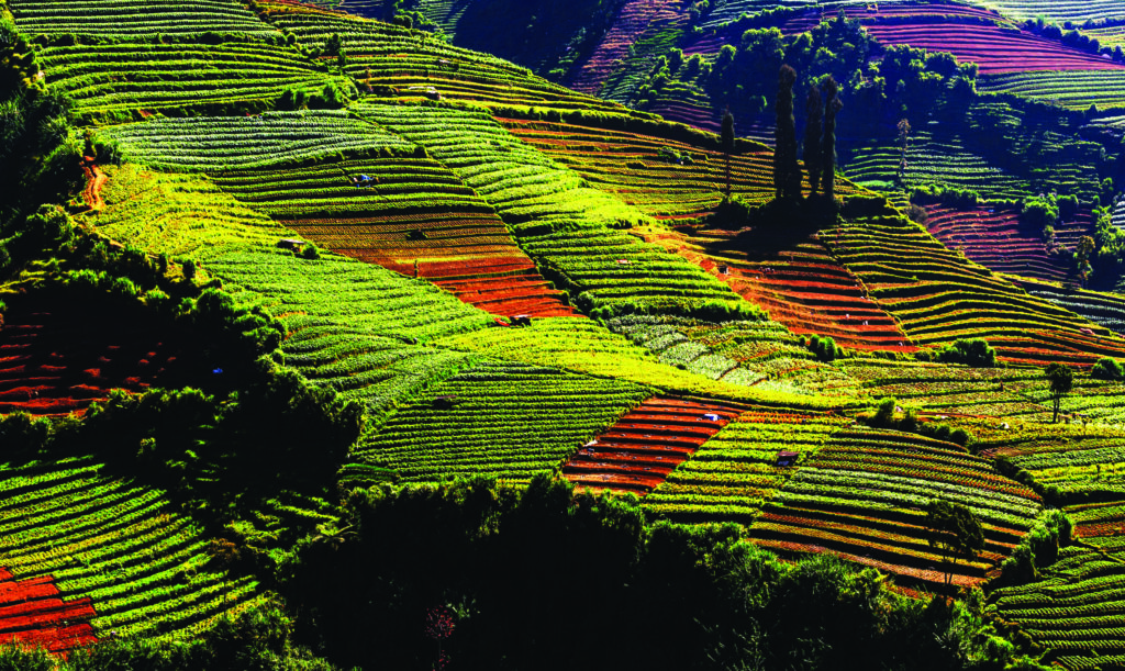 From Farm to Table: The Indonesian Agri-Food Economy in 2025 and the Road to Competitiveness