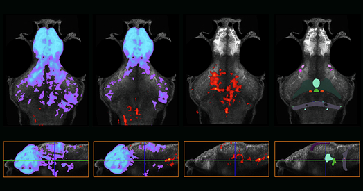 Nearly 400 compounds affect behaviors tied to autism-linked genes in zebrafish