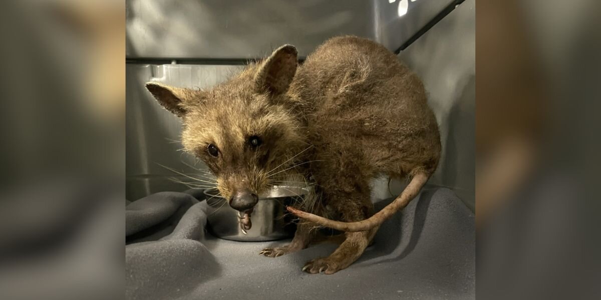 Rescuer Assumes They Saved A Sick 'Opossum' — Then The Truth Surprises Them