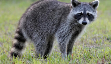 A Raccoon Wouldn’t Stop Following This Couple on a Hike — and the Reason Why Melted Their Hearts