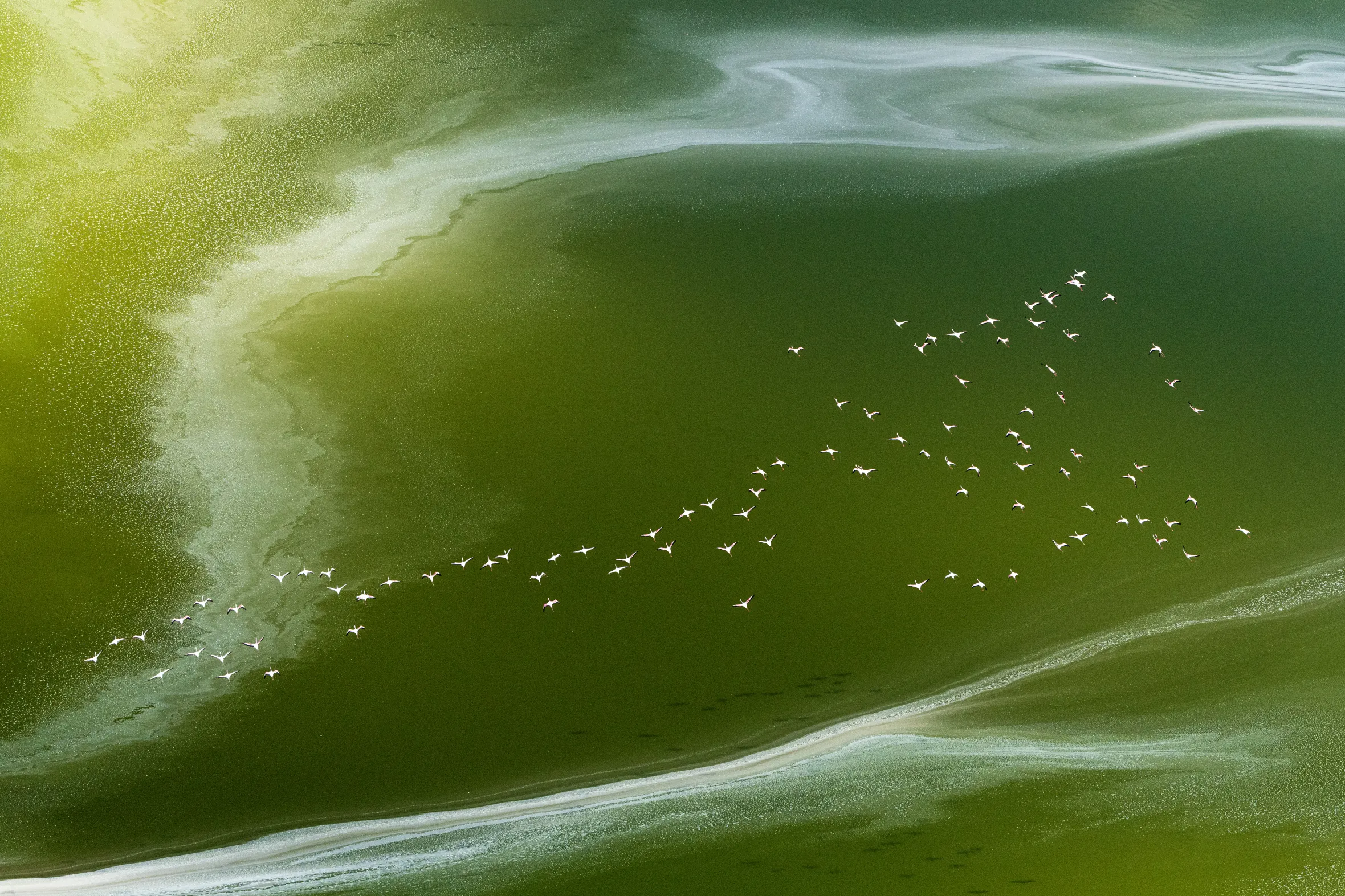 Flamingos flying above the vivid algae patterns of Kenya's Lake Magadi.