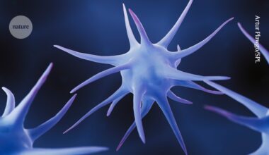 Why some cancer-fighting immune cells lose their strength inside tumours