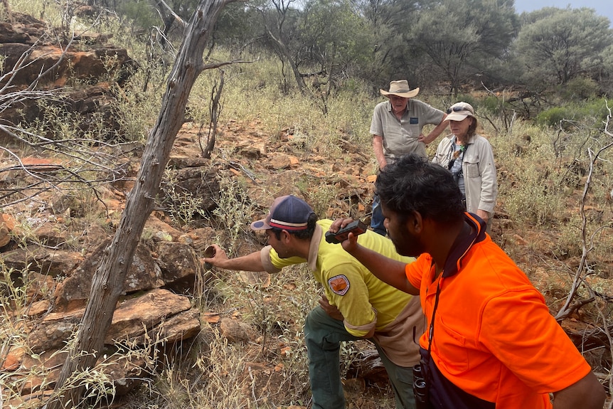 A group of rangers in the bush looking for skinks with torches under rocks