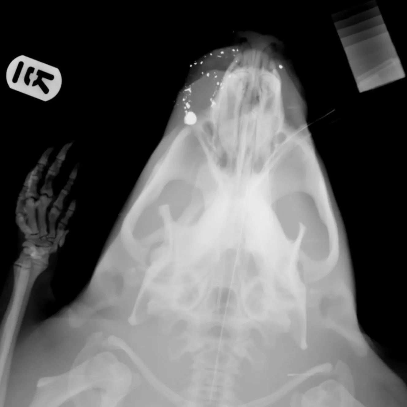 X-ray of a beaver's skull, showing multiple shotgun pellets embedded in its head and face.