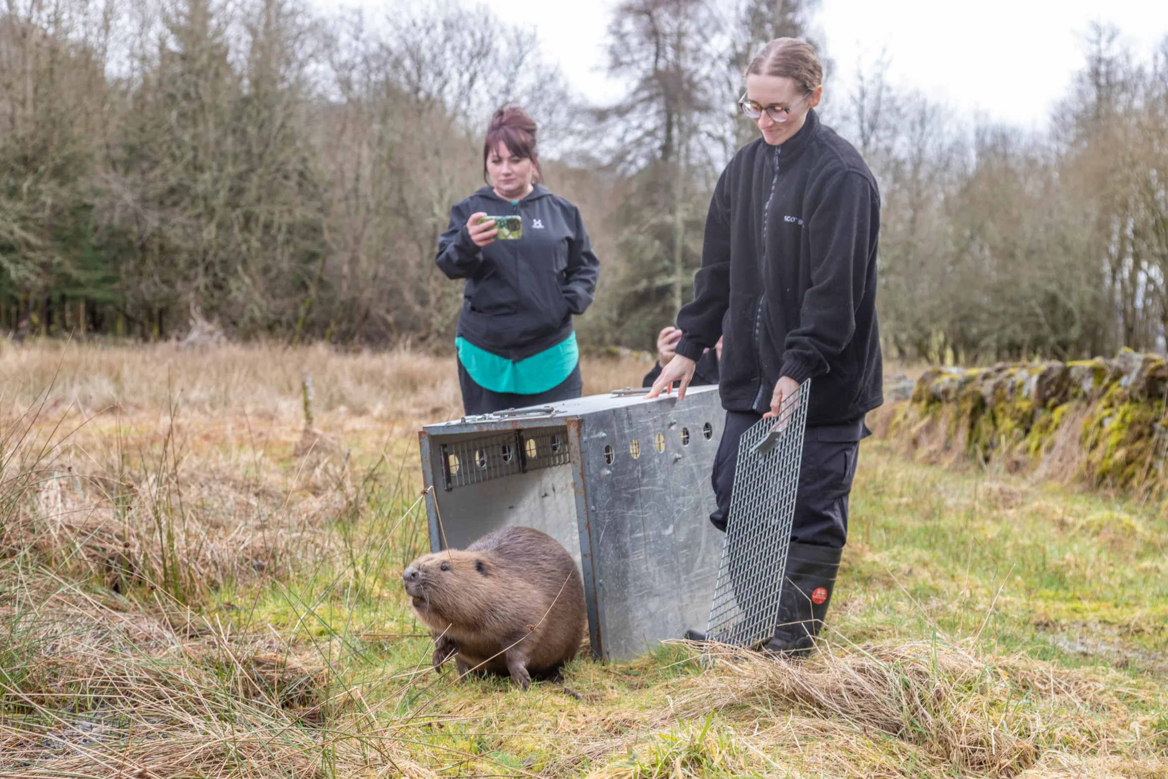 A beaver emerging from a metal crate as a woman in a black fleece holds the cage open and another woman in a black jacket photographs with her phone.