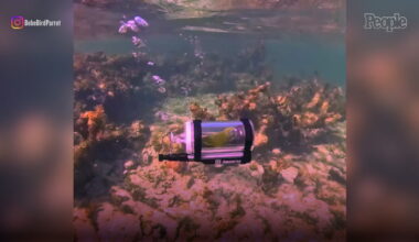 Yahoo entertainment home