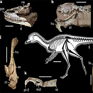 Argentine dinosaur fossil of Alnashetri cerropoliciensis rewrites evolutionary history of a baffling dinosaur clade. Credit: Nature