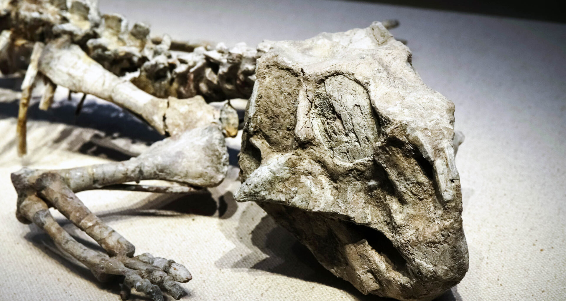 Very unexpected discovery inside young dinosaurs' stomachs