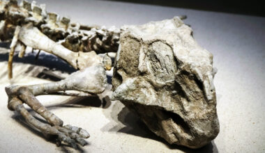 Very unexpected discovery inside young dinosaurs' stomachs