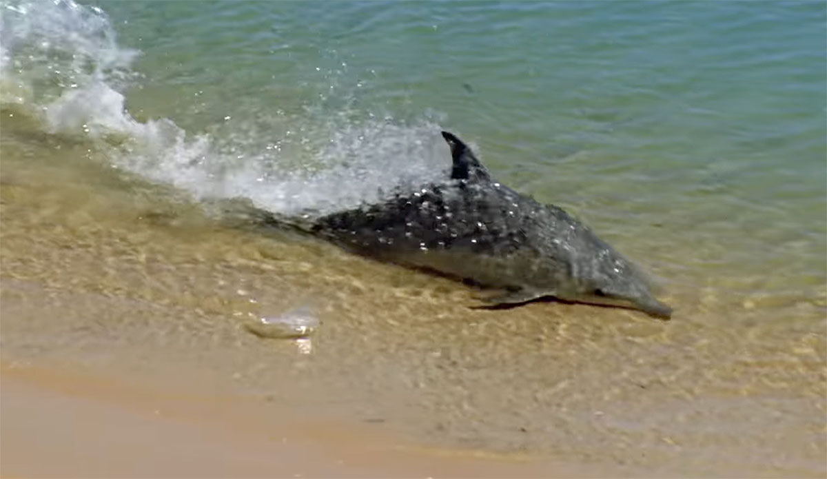 Dolphins hydroplaning to catch fish