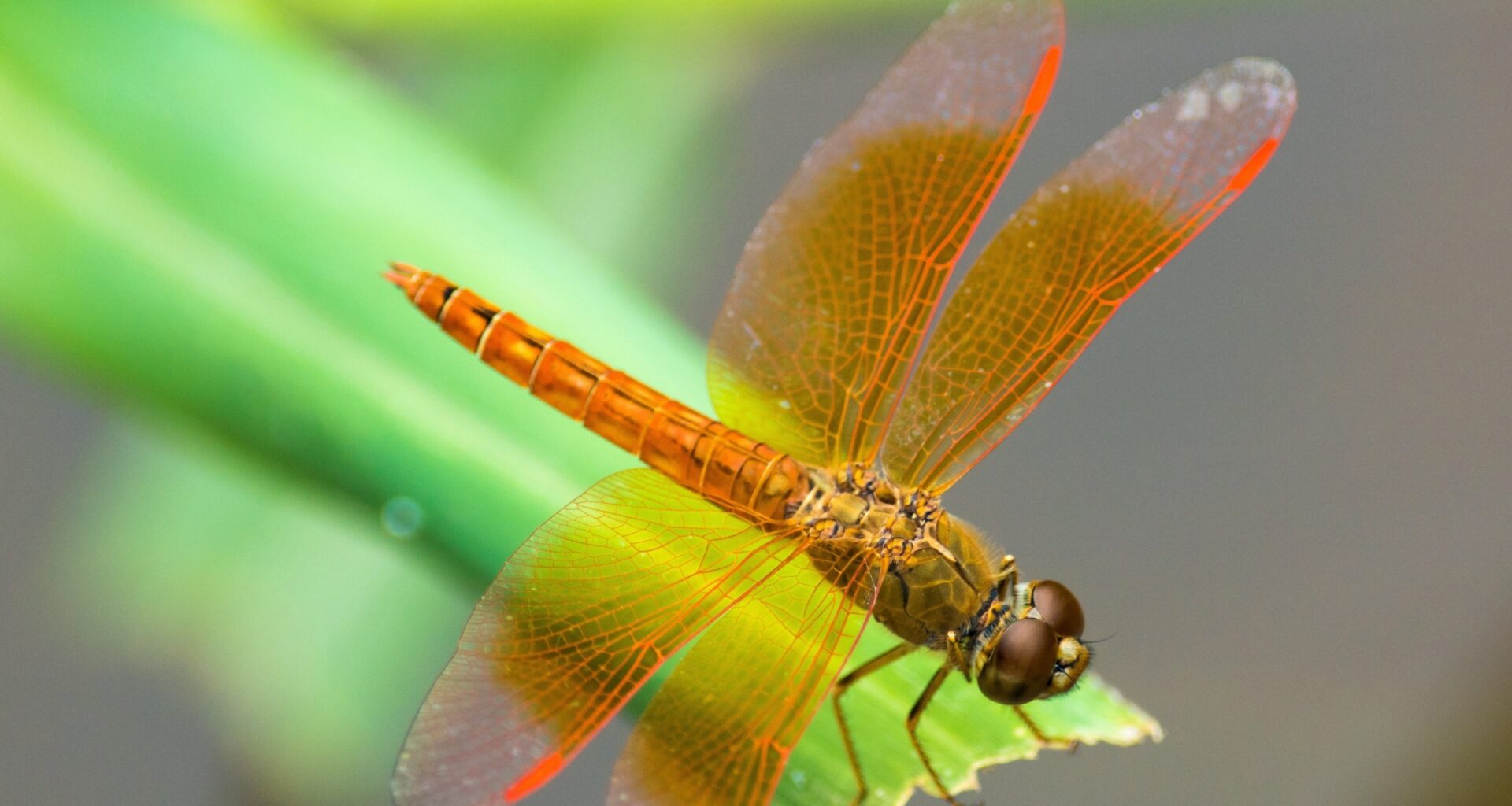 Dragonflies evolved a unique way to see deep red light