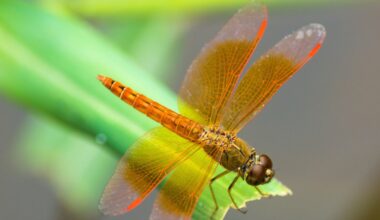 Dragonflies evolved a unique way to see deep red light
