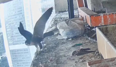 Flap, flap: One of S’pore’s newest peregrine falcon chicks caught on camera taking flight