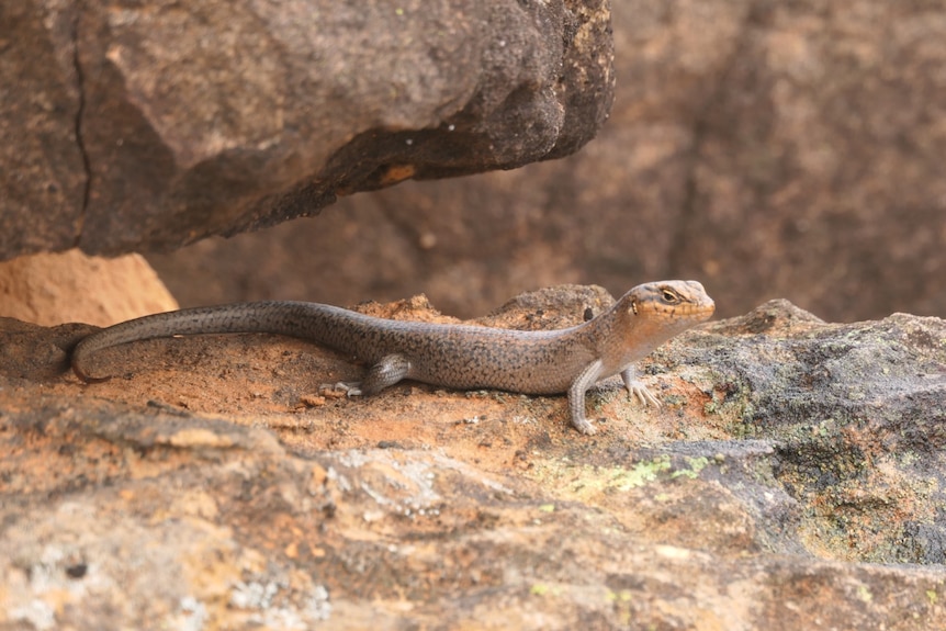 a skink on a rock