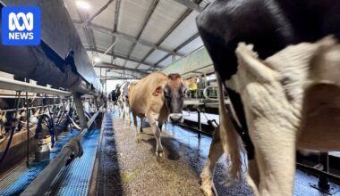 Supermarket milk price rises predicted as dairy farmers battle war-related cost increases