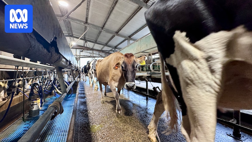 Supermarket milk price rises predicted as dairy farmers battle war-related cost increases