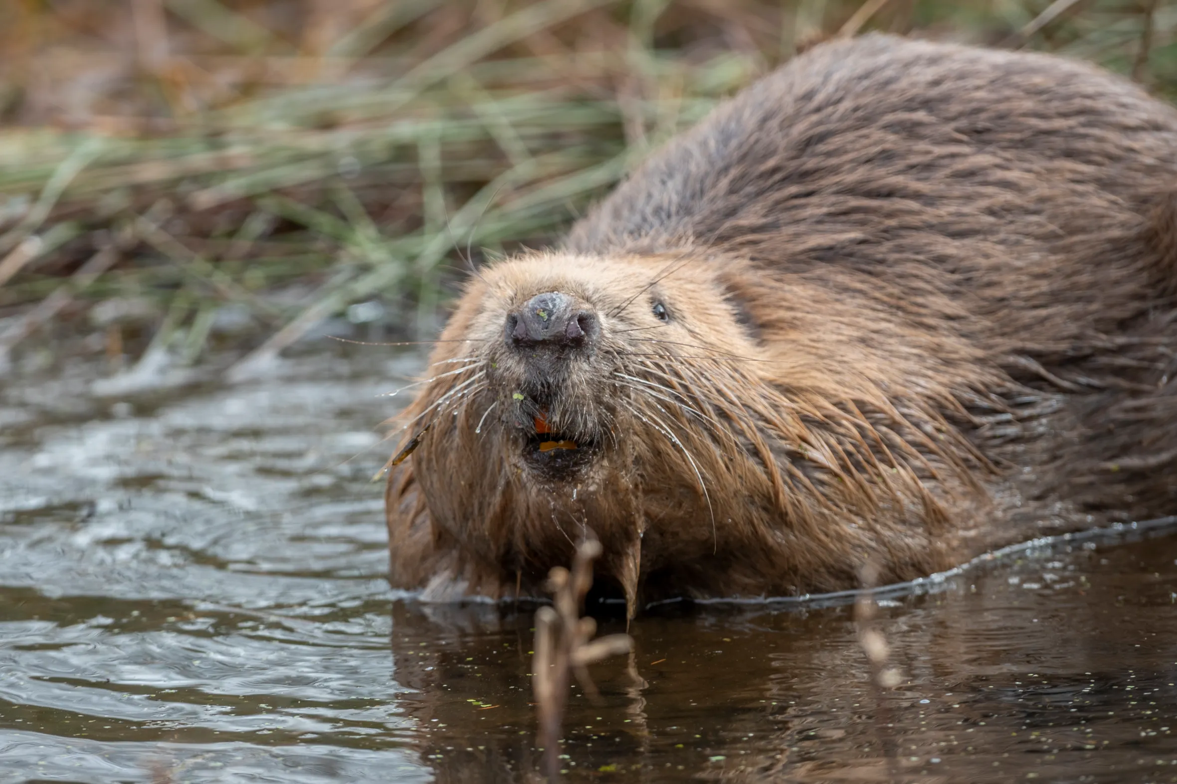 Fig the beaver in water with whiskers dripping.