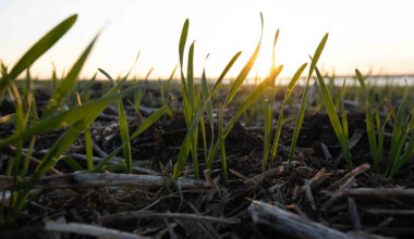Canadian seeded acreage: will fertilizer prices reshape 2026 planting decisions?