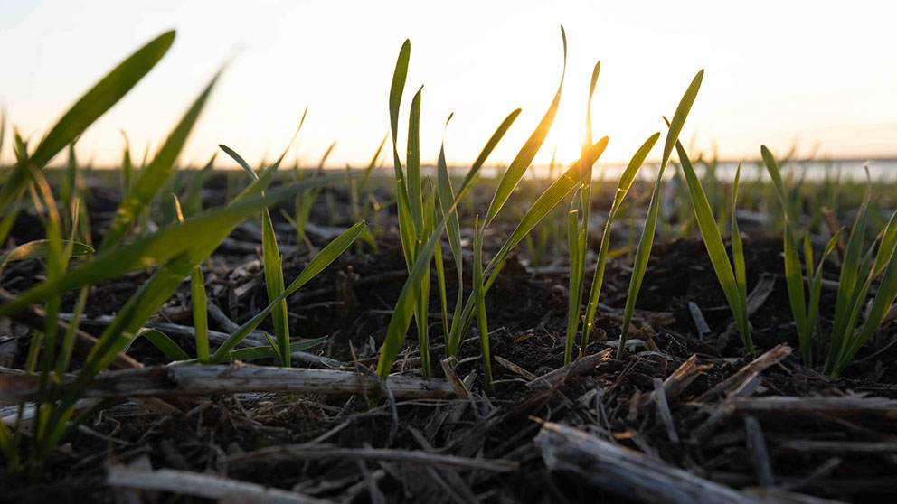 Canadian seeded acreage: will fertilizer prices reshape 2026 planting decisions?