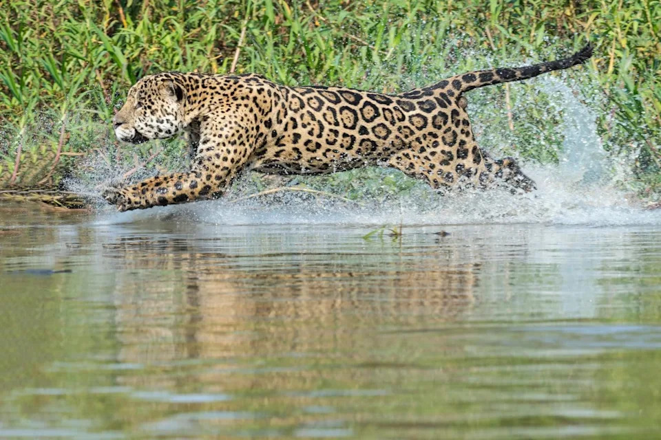 Male Jaguar (Panthera onca) running in water and chasing, Cuiaba river, Pantanal, Mato Grosso, Brazil
