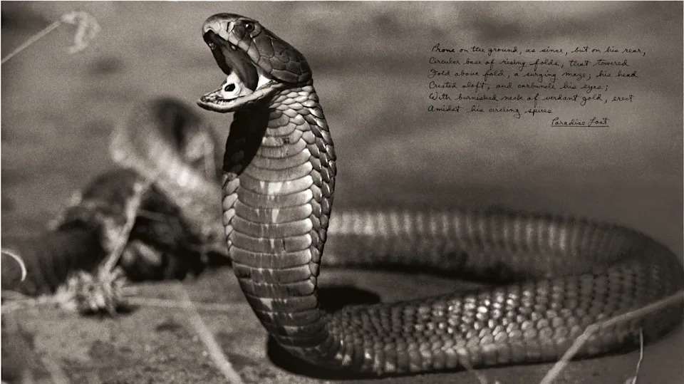 A black-and-white photograph of a cobra rearing its head with its mouth wide open, accompanied by handwritten lines from 