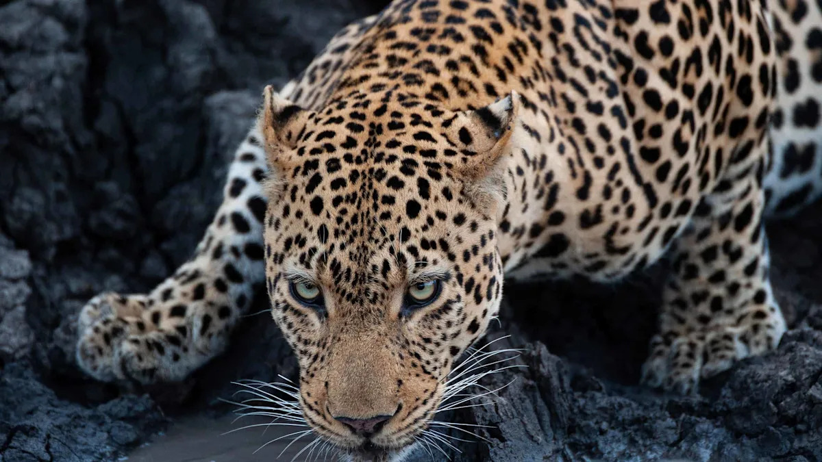 This Leopard’s Fearless River Crossing Proves Not All Cats Hate Water