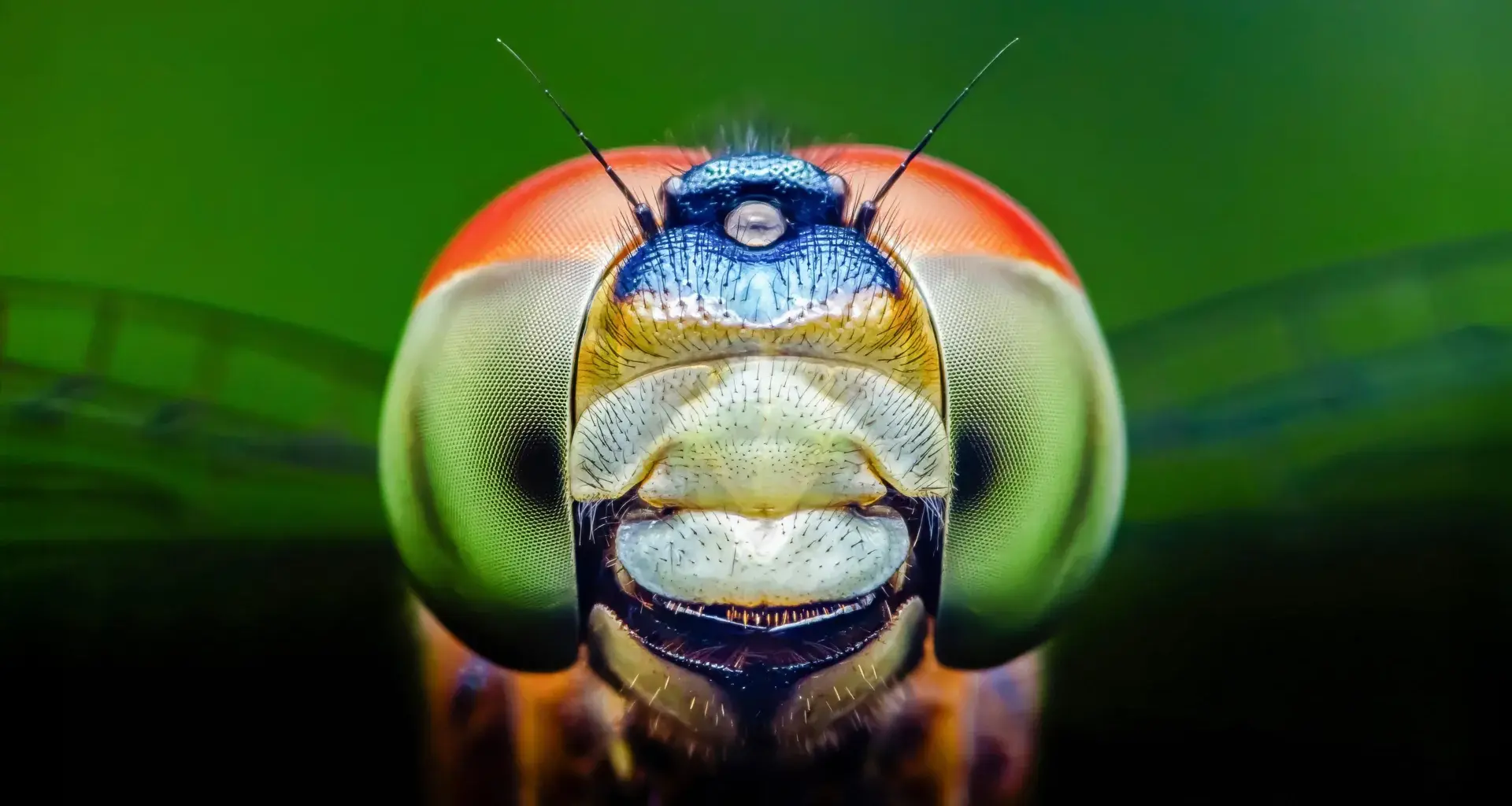 Dragonflies can see a color humans can’t and it could change medicine