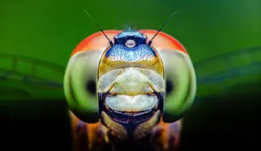 Dragonflies can see a color humans can’t and it could change medicine