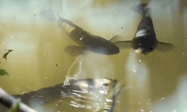 Snakehead fish spotted sunbathing like tourists on holiday