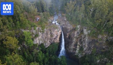 Court makes landmark decision after illegal logging in NSW state forest