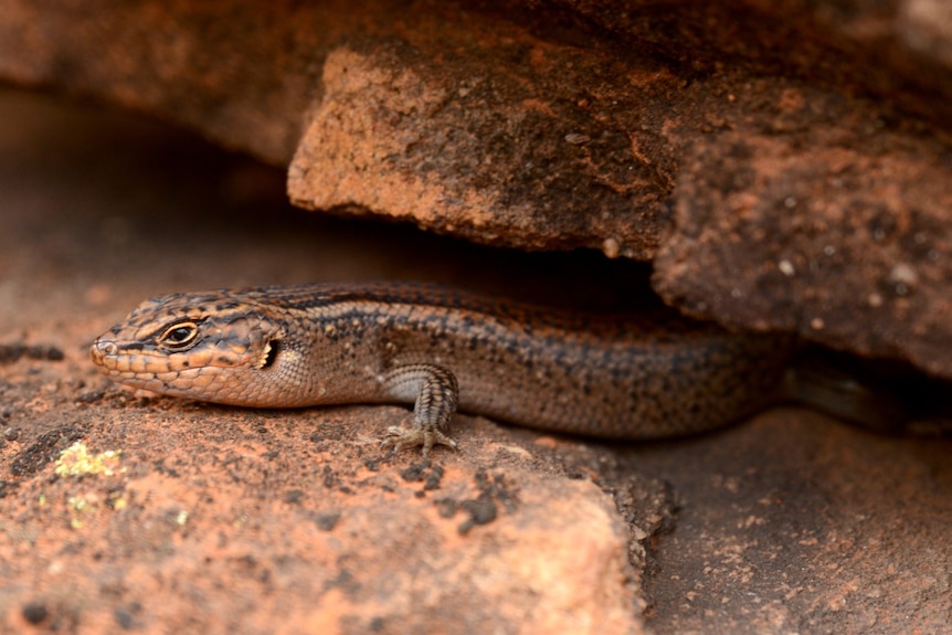 Up close photo of a skink in a rock crevice