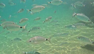 What fish redistribution in the Mediterranean is telling us about species’ climate resilience