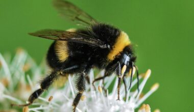 Bumblebees can perceive rhythm, despite their brains being the size of a sesame seed