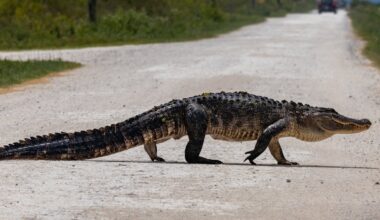 How a new mapping tool helps Florida planners protect wildlife corridors as the state grows