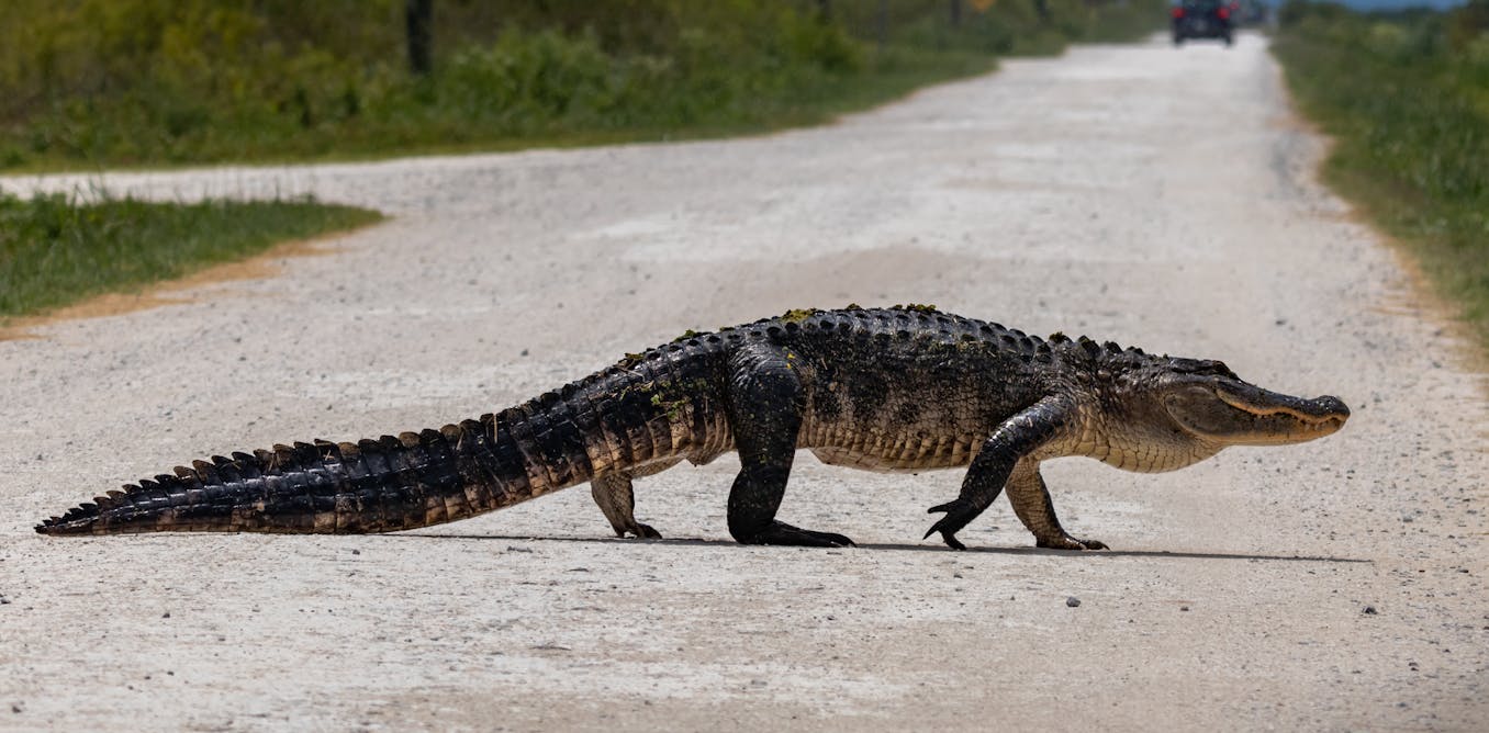 How a new mapping tool helps Florida planners protect wildlife corridors as the state grows