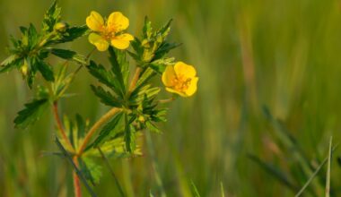 Wildflower once used to treat wounds and sore throats shows promise in fighting dangerous superbugs